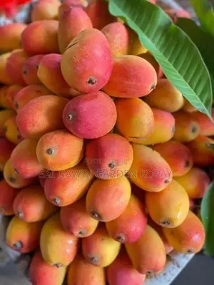 TJC Mango Plant
