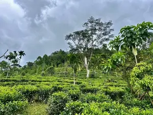 21 acres Land For Sale in Deniyaya (SSPL-303)
