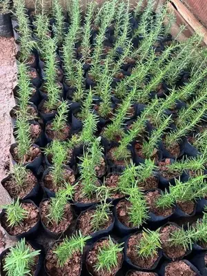 රෝස්මරි පැළ
