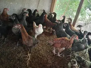 ගම් කිකිලි පැටවු