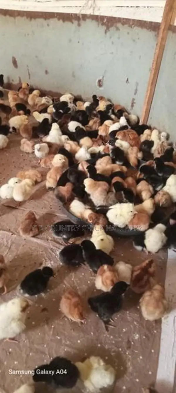 ගම් කිකිලි පැටවු