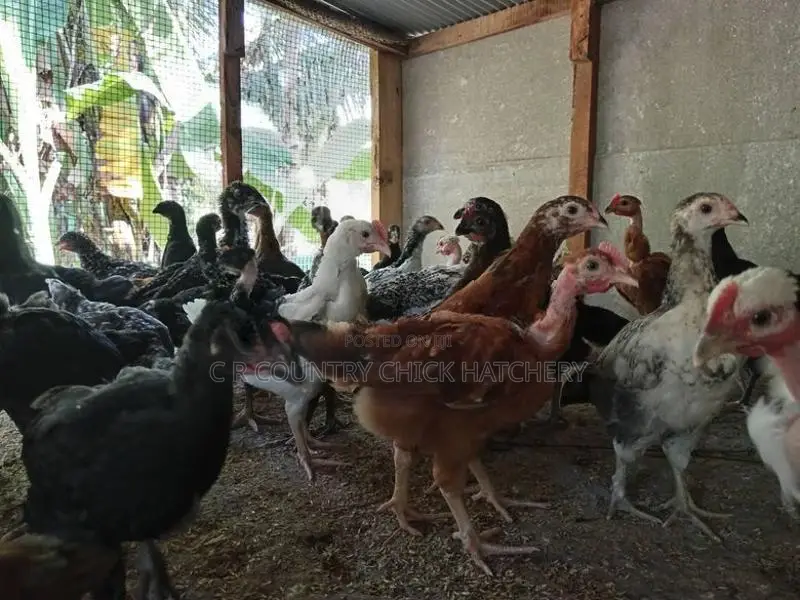 Country Chick