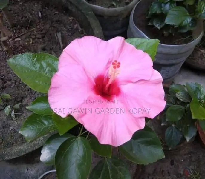 Hibiscus Flower Plant