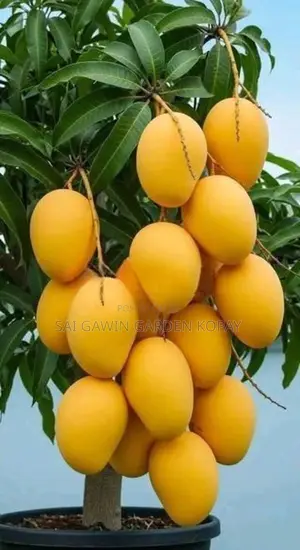 TJC Mango Plant