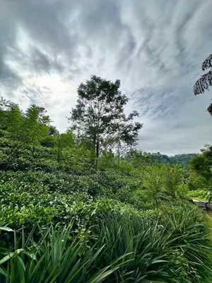 21 acres Land For Sale in Deniyaya (SSPL-303)