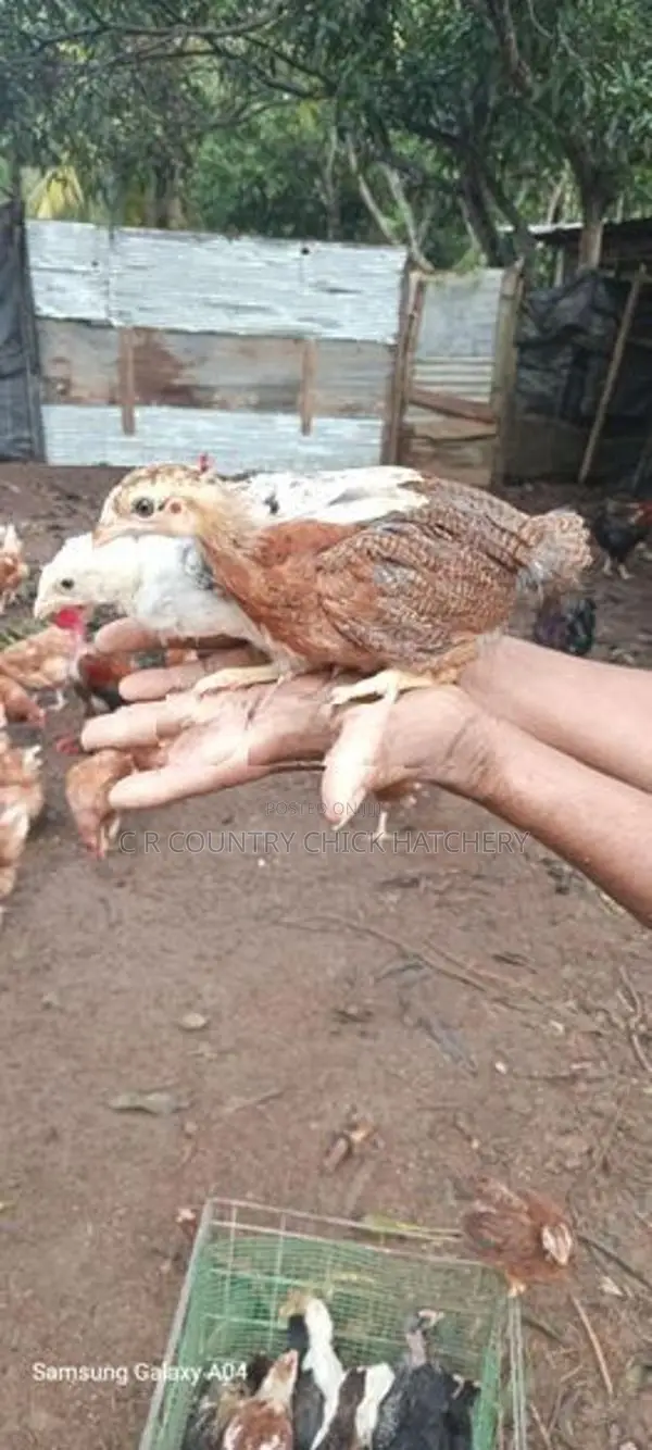 ගම් කිකිලි පැටවු