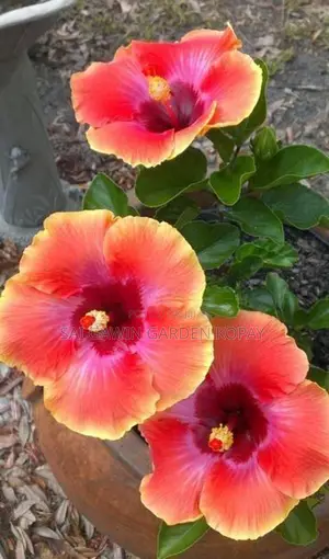 Hibiscus Flower Plant