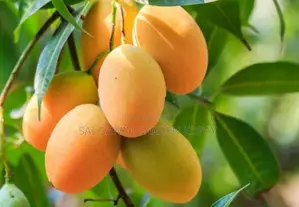 TJC Mango Plant