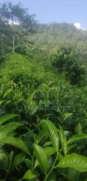 21 acres Land For Sale in Deniyaya (SSPL-303)