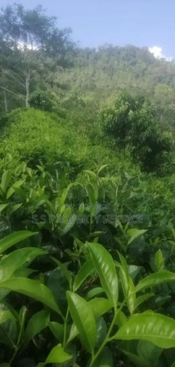 21 acres Land For Sale in Deniyaya (SSPL-303)