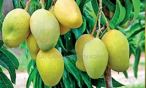 TJC Mango Plant