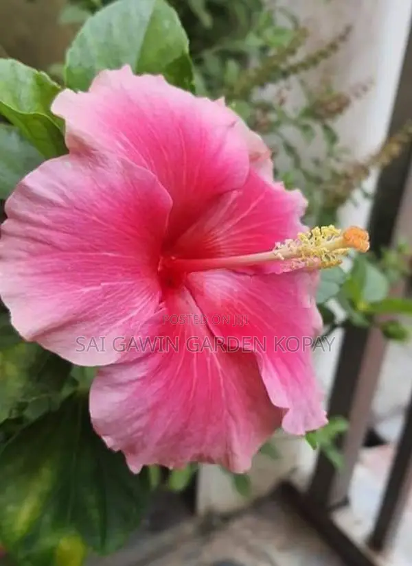 Hibiscus Flower Plant