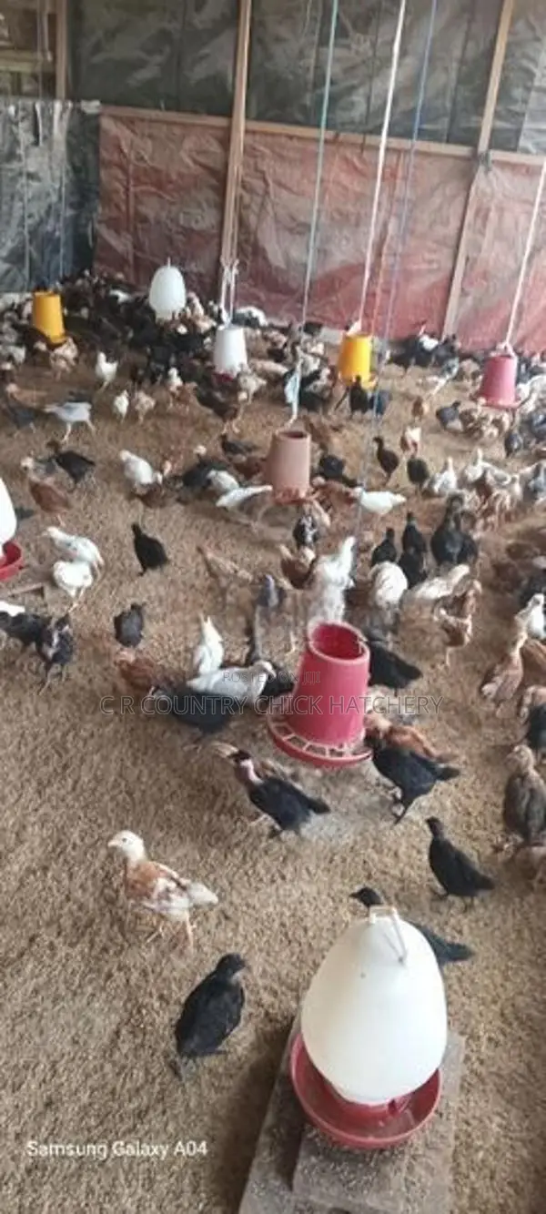 ගම් කිකිලි පැටවු