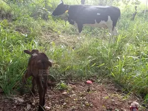 Jersey cattle