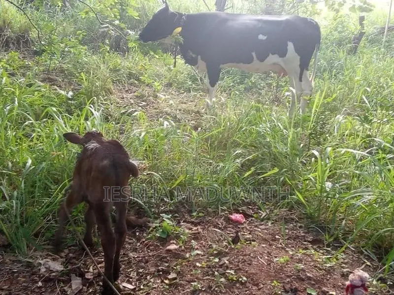 Jersey cattle