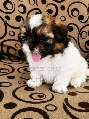 Shih Tzu Puppy
