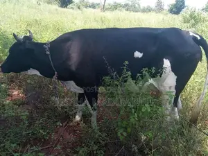 Jersey cattle