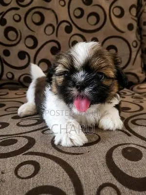 Shih Tzu Puppy