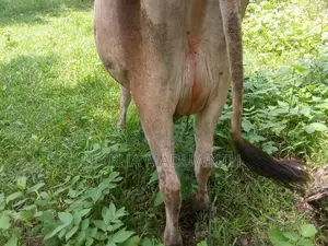 Jersey cattle