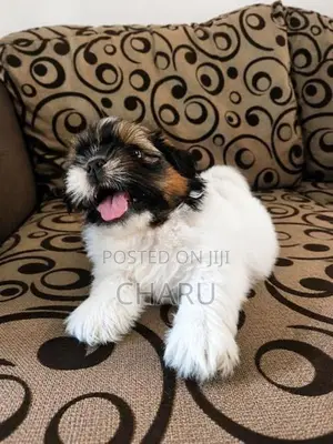 Shih Tzu Puppy
