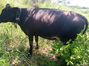 Jersey cattle