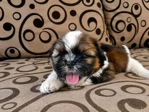Shih Tzu Puppy