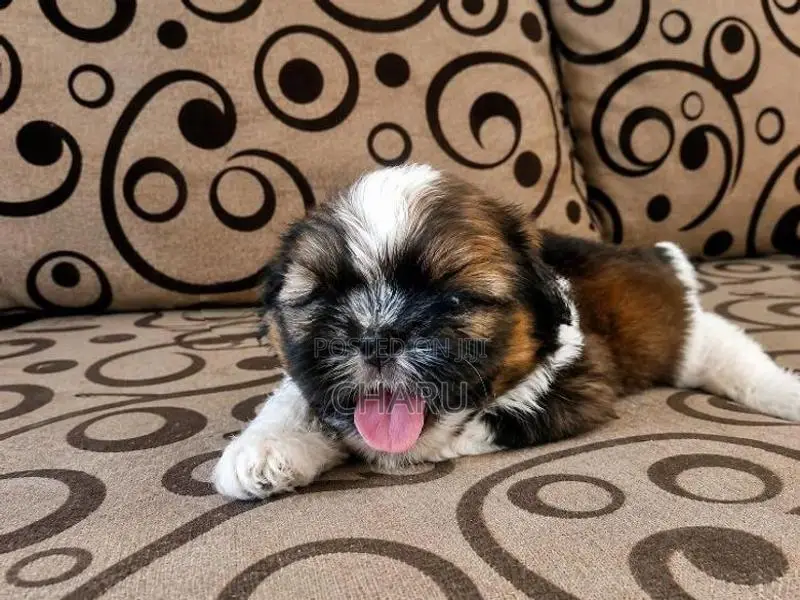 Shih Tzu Puppy