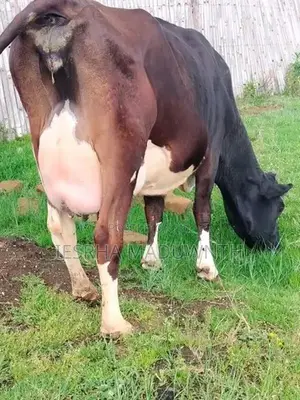Jersey cattle