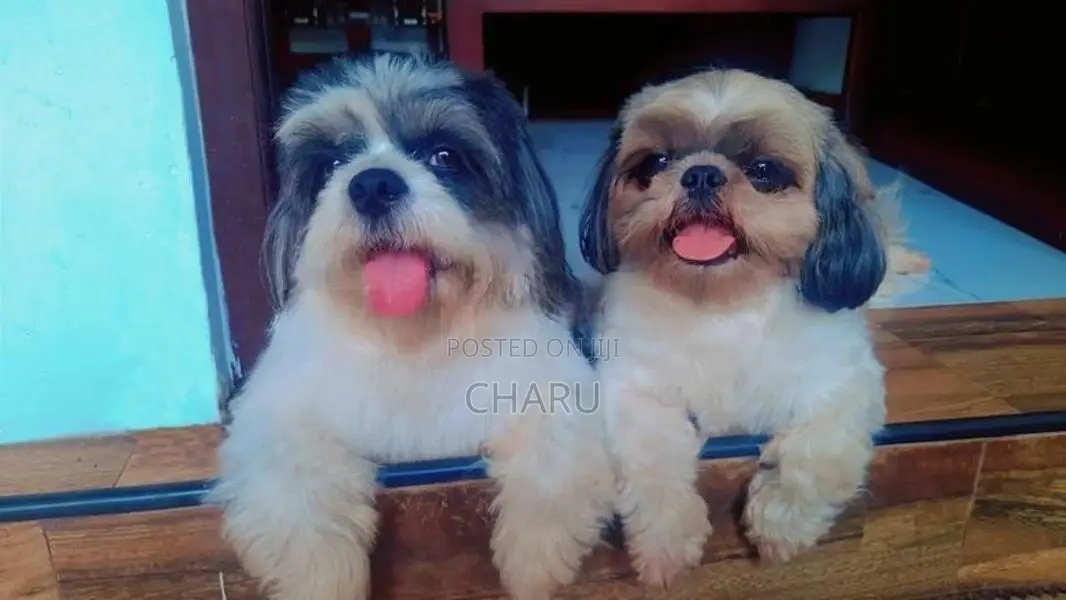 Shih Tzu Puppy