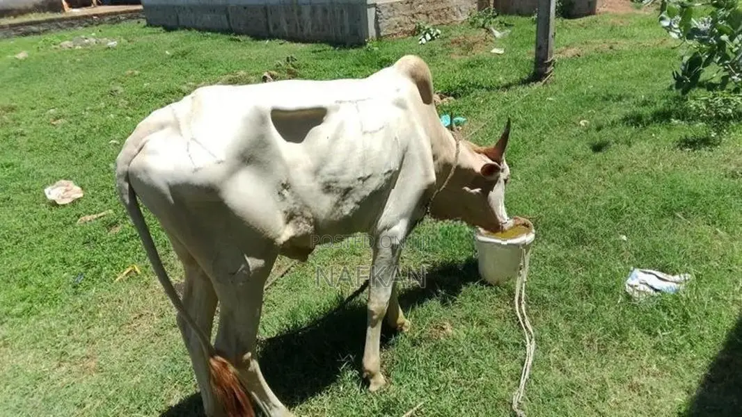 Farm Cow