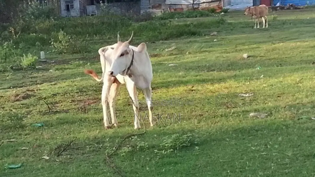 Farm Cow