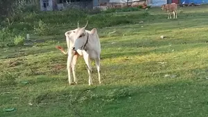 Farm Cow
