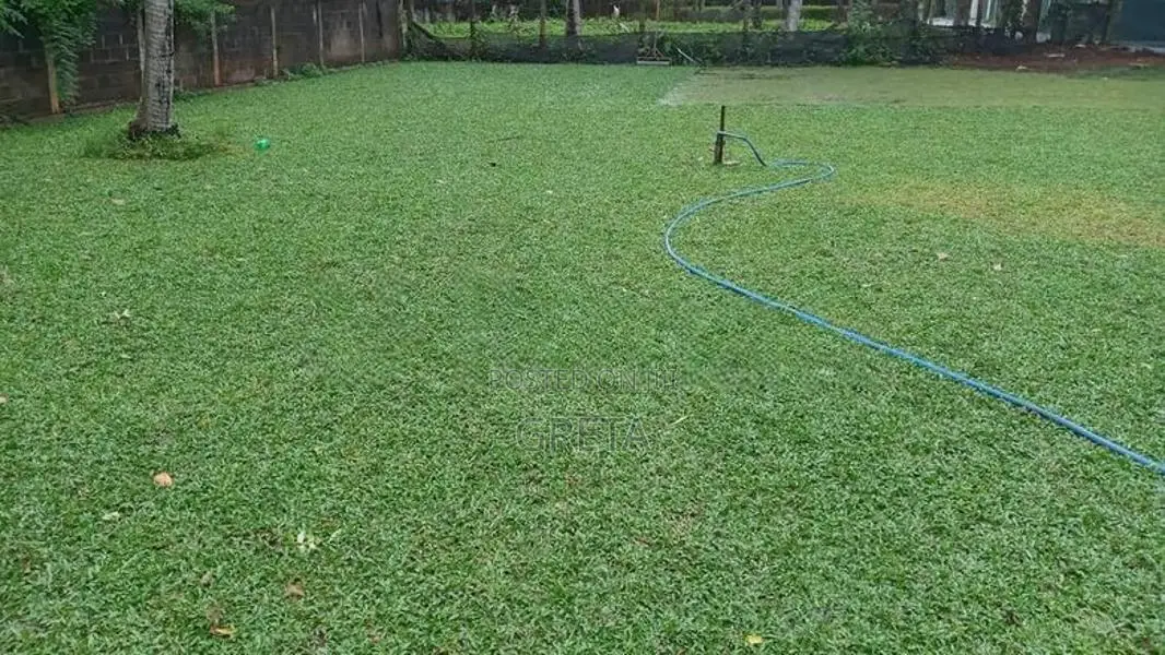 Malaysian Hybrid Grass