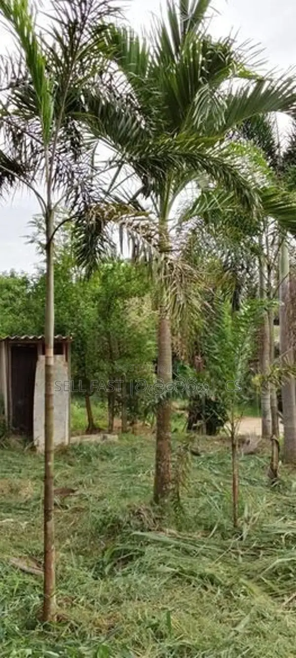 Foxtail Plant | Tree