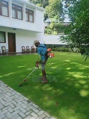 Malaysian Hybrid Grass