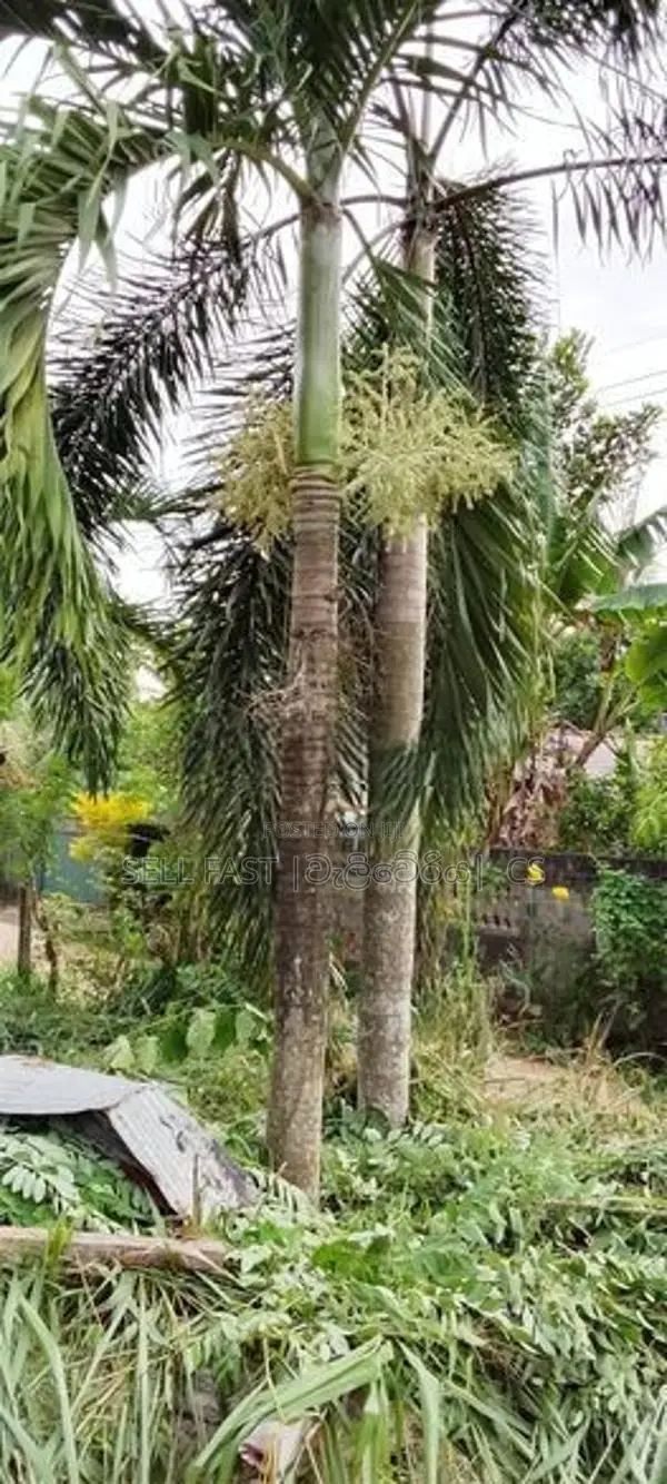 Foxtail Plant | Tree