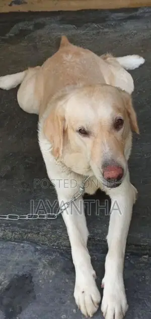 Labrador Female Dog