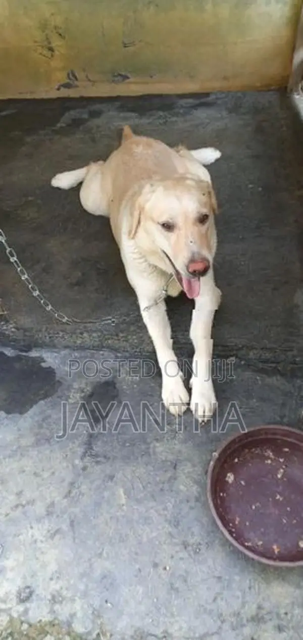 Labrador Female Dog
