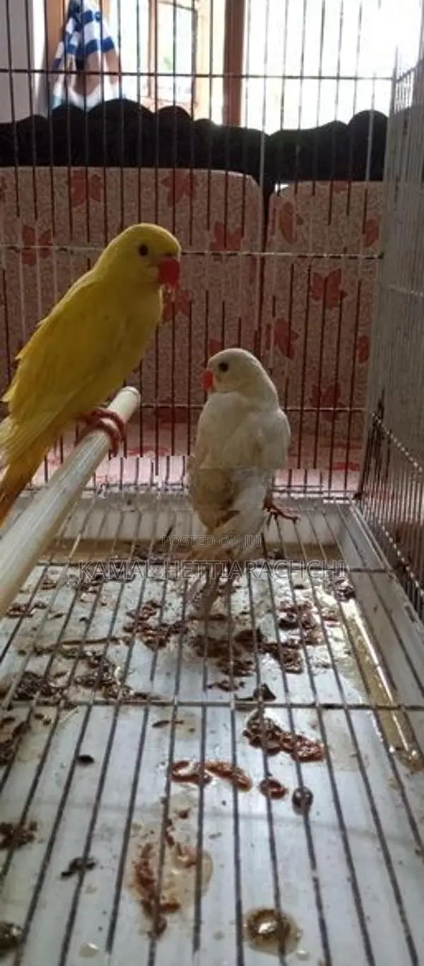 Indian Ringneck