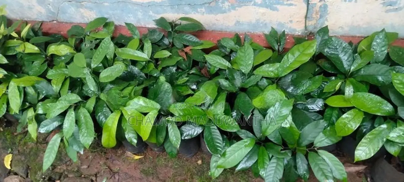 සාදික්කා පැළ