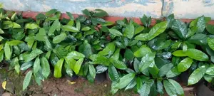 සාදික්කා පැළ