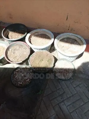 Flower Pots