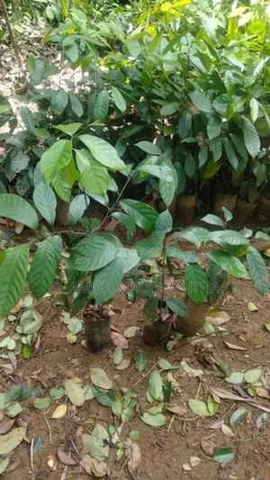 සාදික්කා ලොකු පැළ