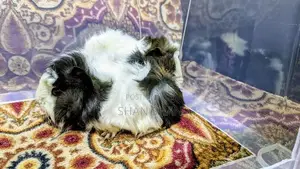 Guinea Pig