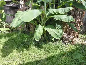 Super Land for Sale Boralesgamuwa