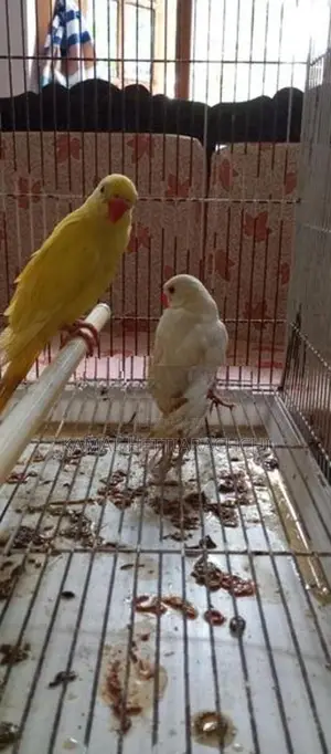 Indian Ringneck