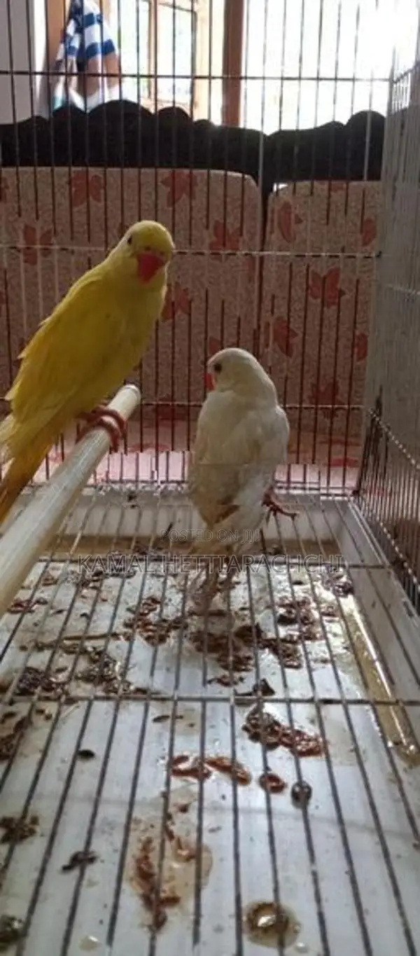 Indian Ringneck