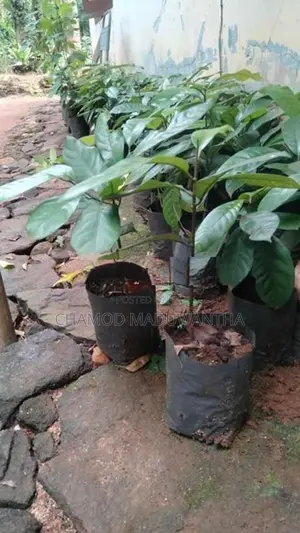 සාදික්කා පැළ
