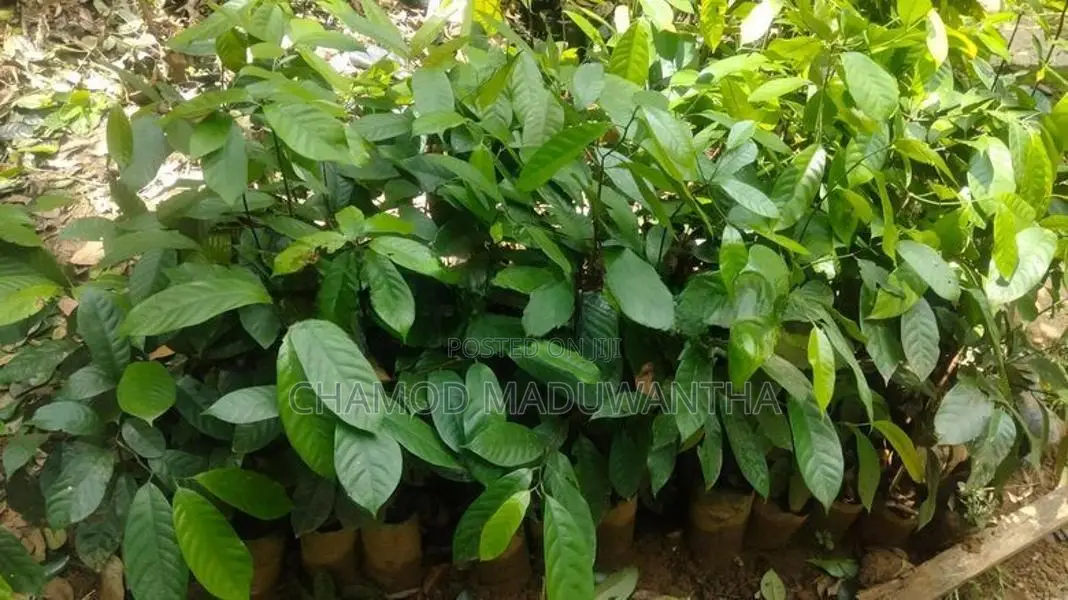 සාදික්කා ලොකු පැළ