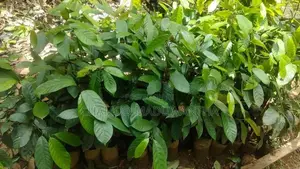 සාදික්කා ලොකු පැළ